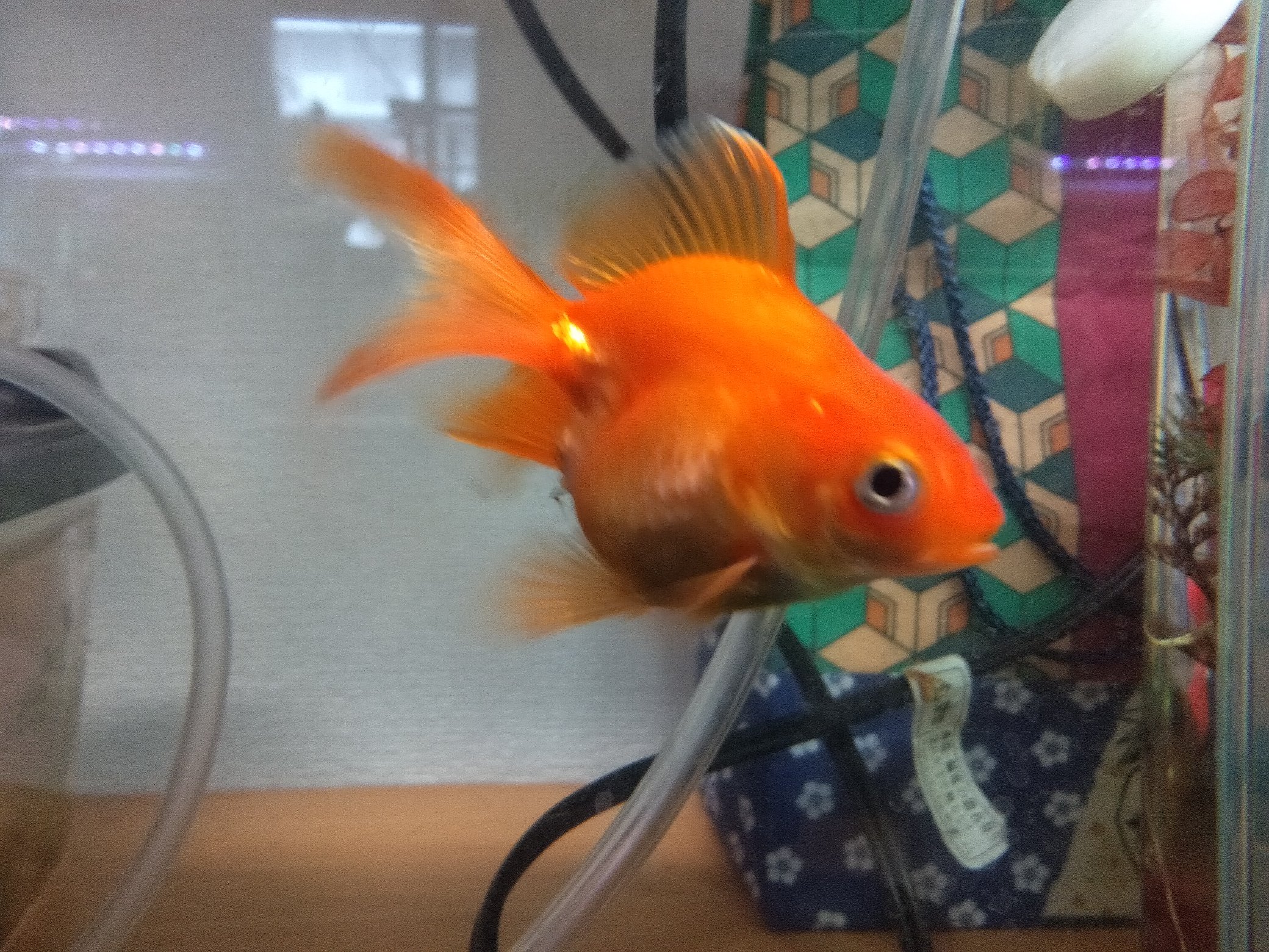 弥富金魚の里親 Twitter Search Twitter
