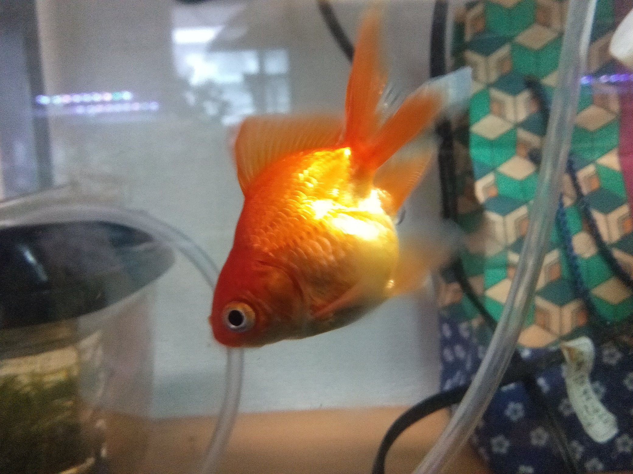 弥富金魚の里親 Twitter Search Twitter