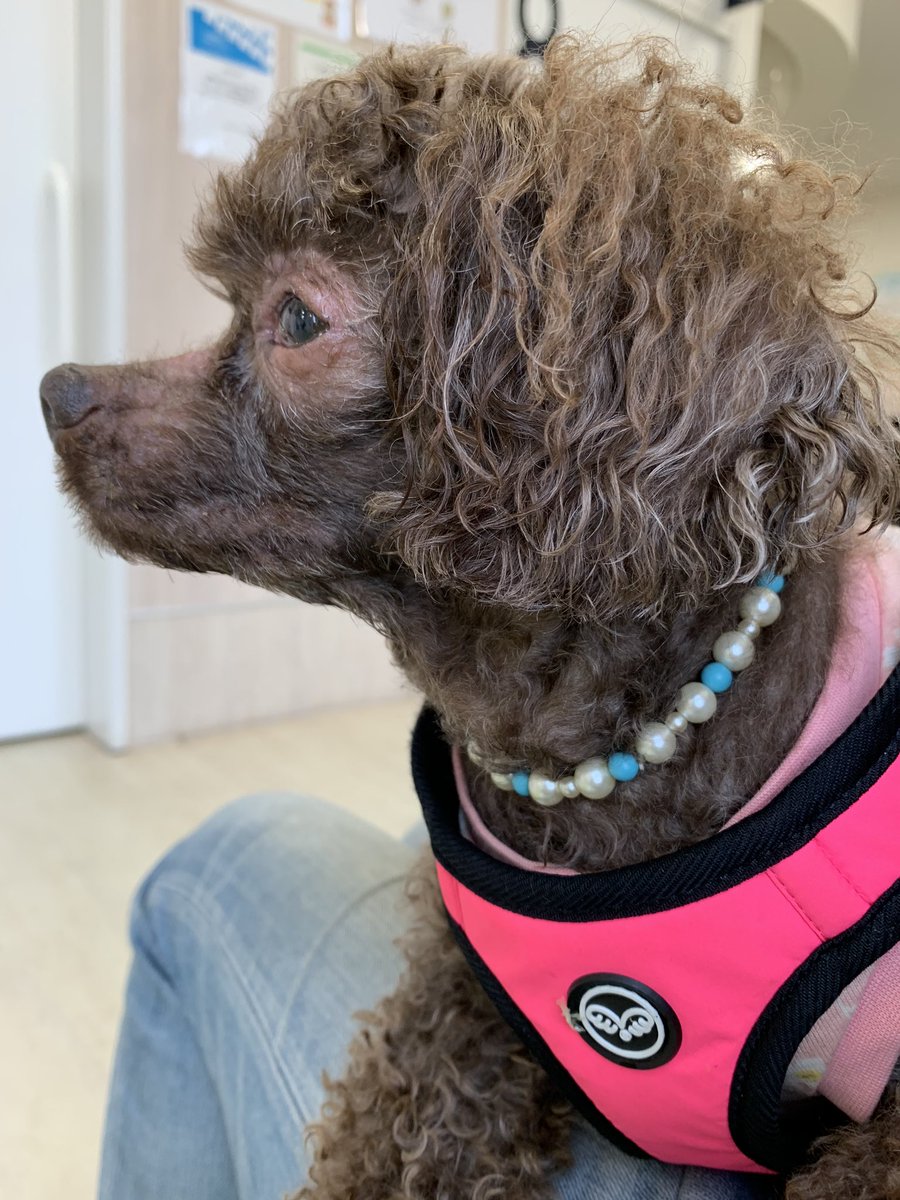 トイプードルのフォーン 脳腫瘍闘病中 Fown09 Twitter