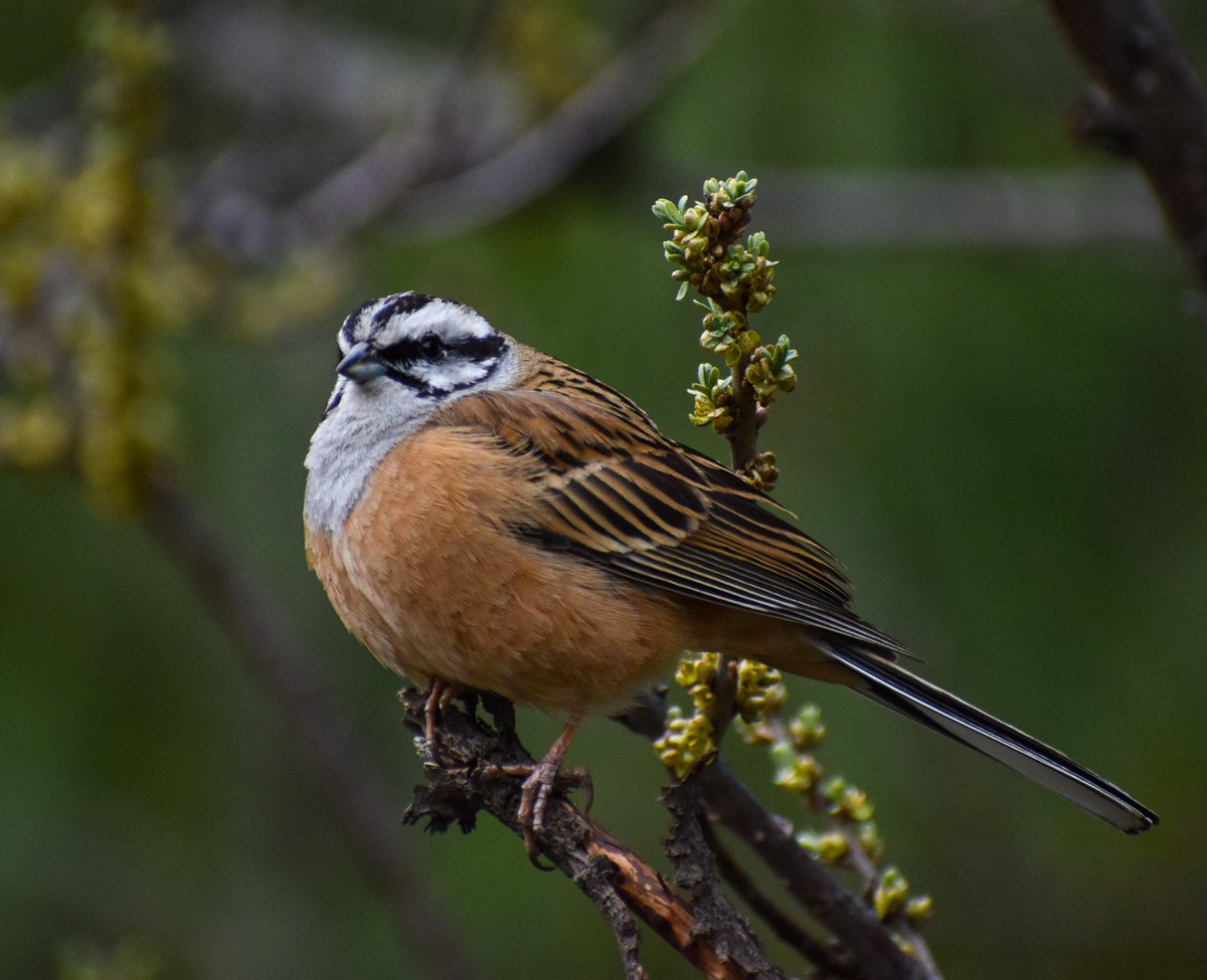 birdsofhimalaya's tweet photo. A Rock Bunting, in a contemplative mood counting it's blessings. #Hope4All

📷 @SharmaSaanjeev 

#birdwatching #BirdsSeenIn2021 #IndiAves #birding #TwitterNatureCommunity https://t.co/rTwQvO8fvQ
