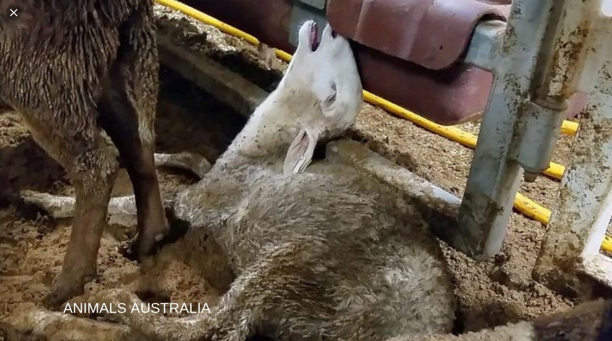 vichygirl's tweet photo. @MrKRudd @Therese_Rein Why so surprised? He’s the live export Agriculture Minister that presides over this carnage.  Nobody - not even the Director of Emanuel Exports got prosecuted despite footage from 5 separate voyages, as shown on @60Mins  

Compassion is not his strong point. 

Blind ambition is. https://t.co/PMnYY0b5wz