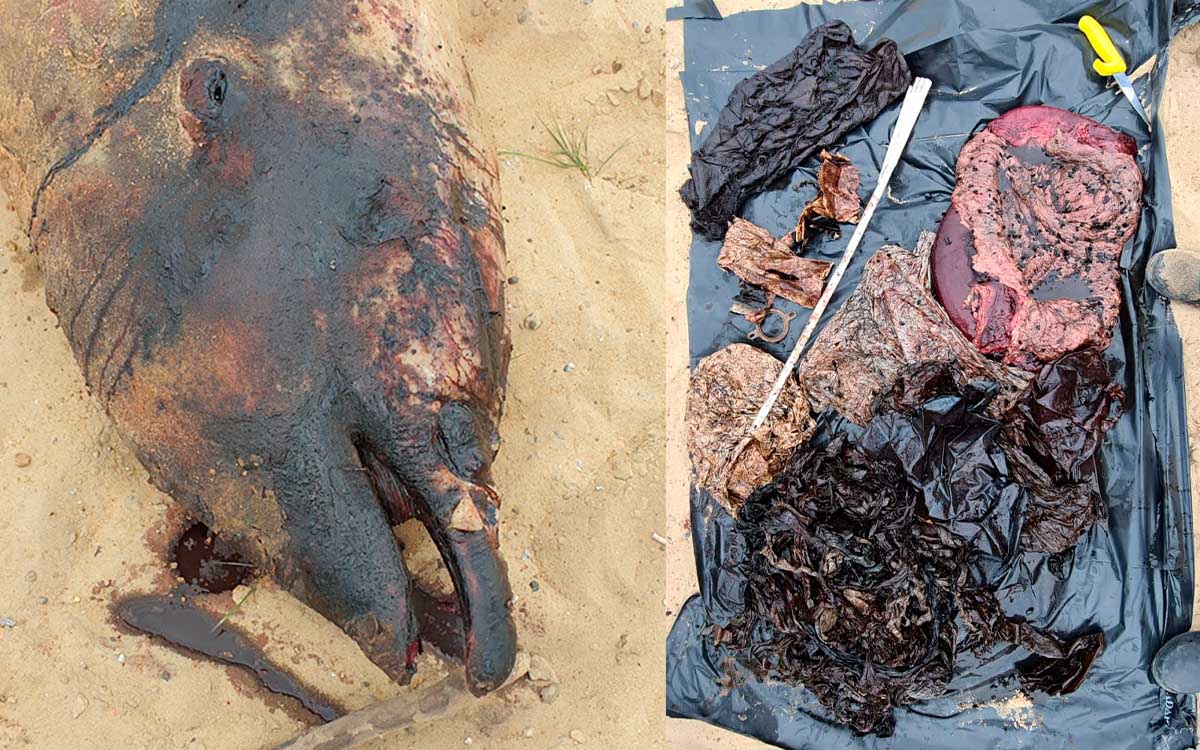 AristeguiOnline's tweet image. Hallan el cuerpo de una ballena con 16 kilogramos de plástico en su interior | #Video
ow.ly/tloA50ERRKI