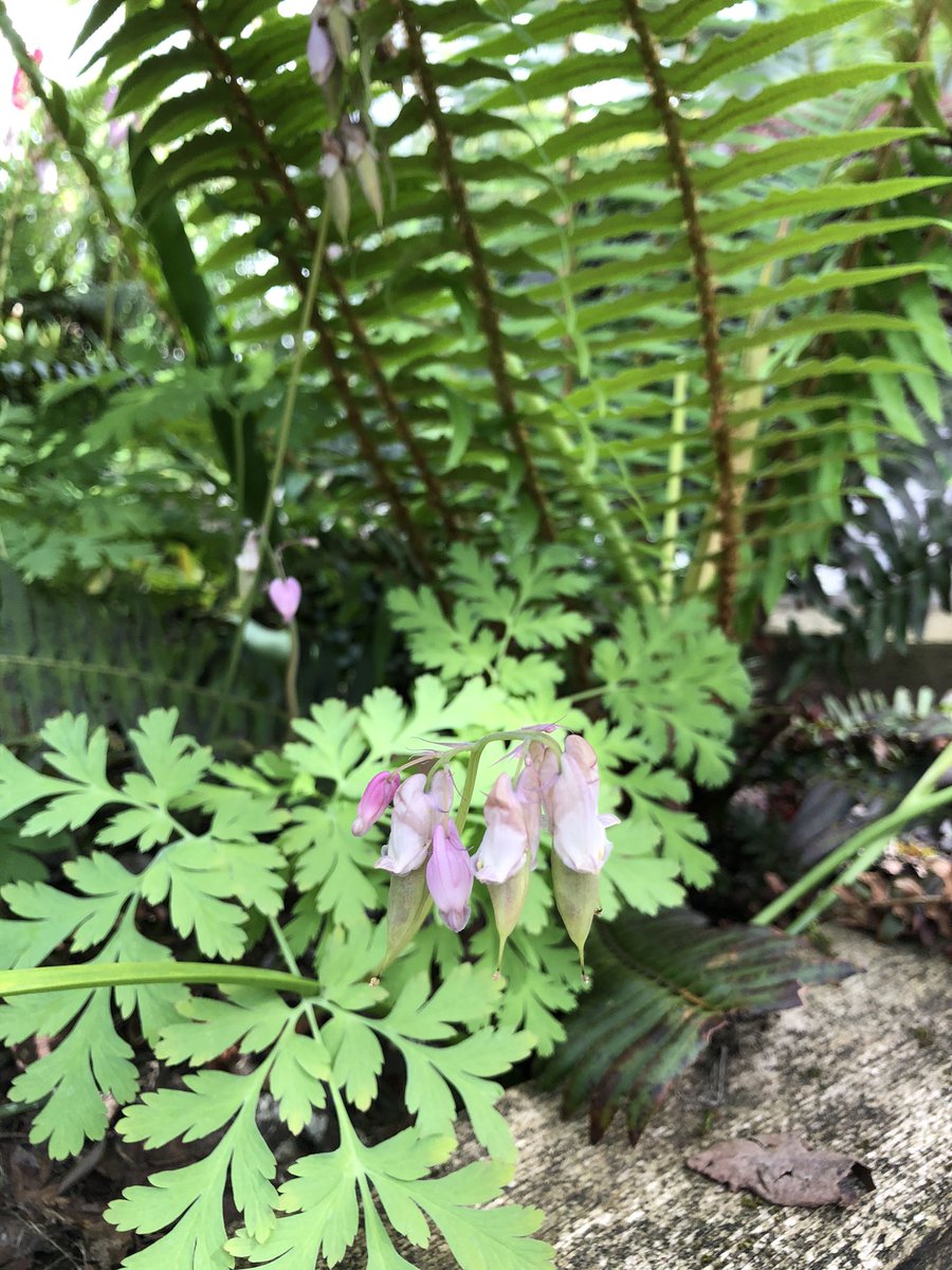 ryanloewen45's tweet photo. A sampling of a few of the indigenous plants currently thriving in the @HollyburnSchool garden 1/3 https://t.co/XEojL7dssT