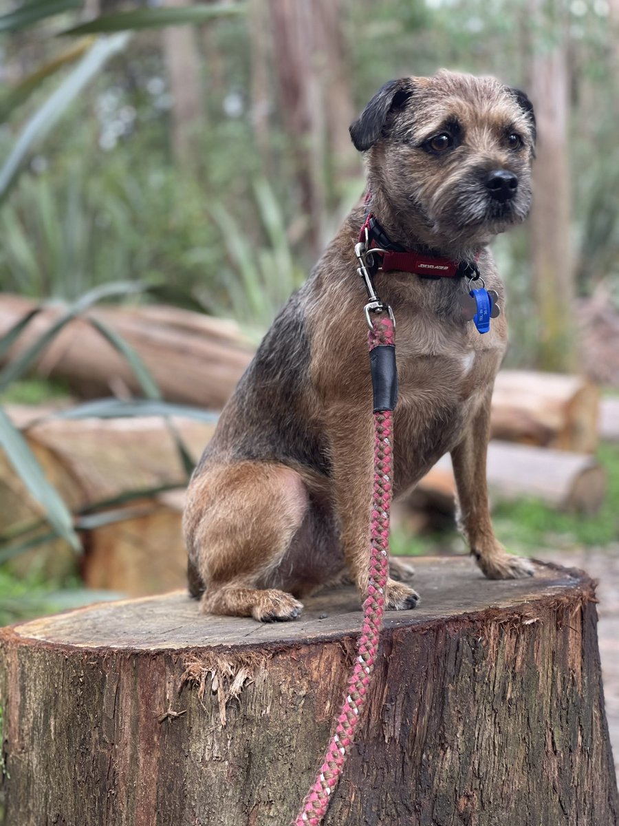 #stumpclub #BTPosse 
Dogue 🤩🤩🤩