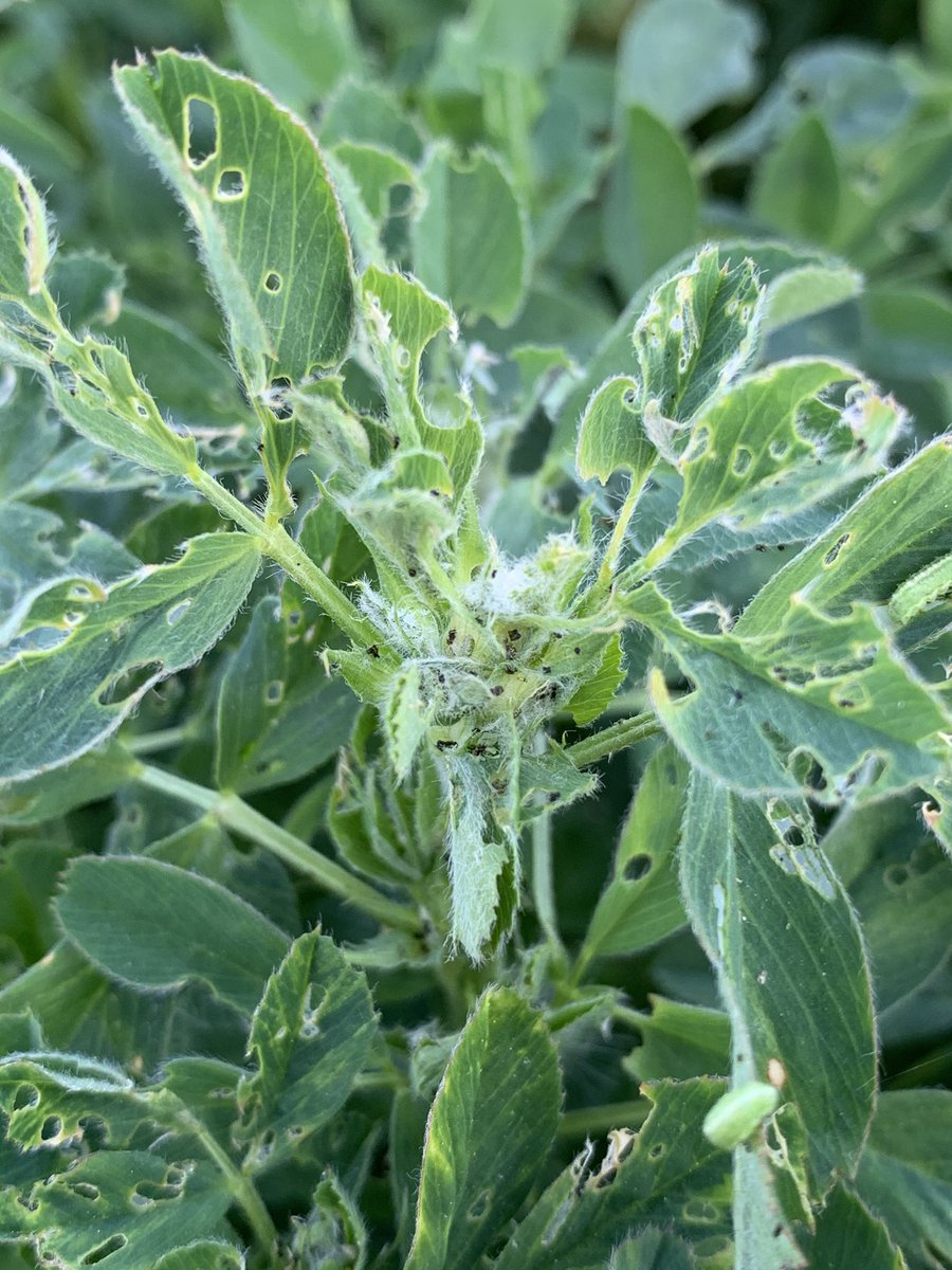 YUCK! Time to cut or spray - alfalfa weevil is here at threshold in #haldimand #niagara