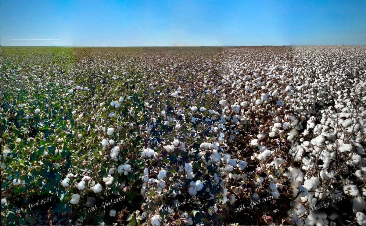 The different stages of cotton defoliation. Thank You Agflite for capturing these amazing images !  #defoliatingcotton #agflite #defoliationprocess #australiancotton