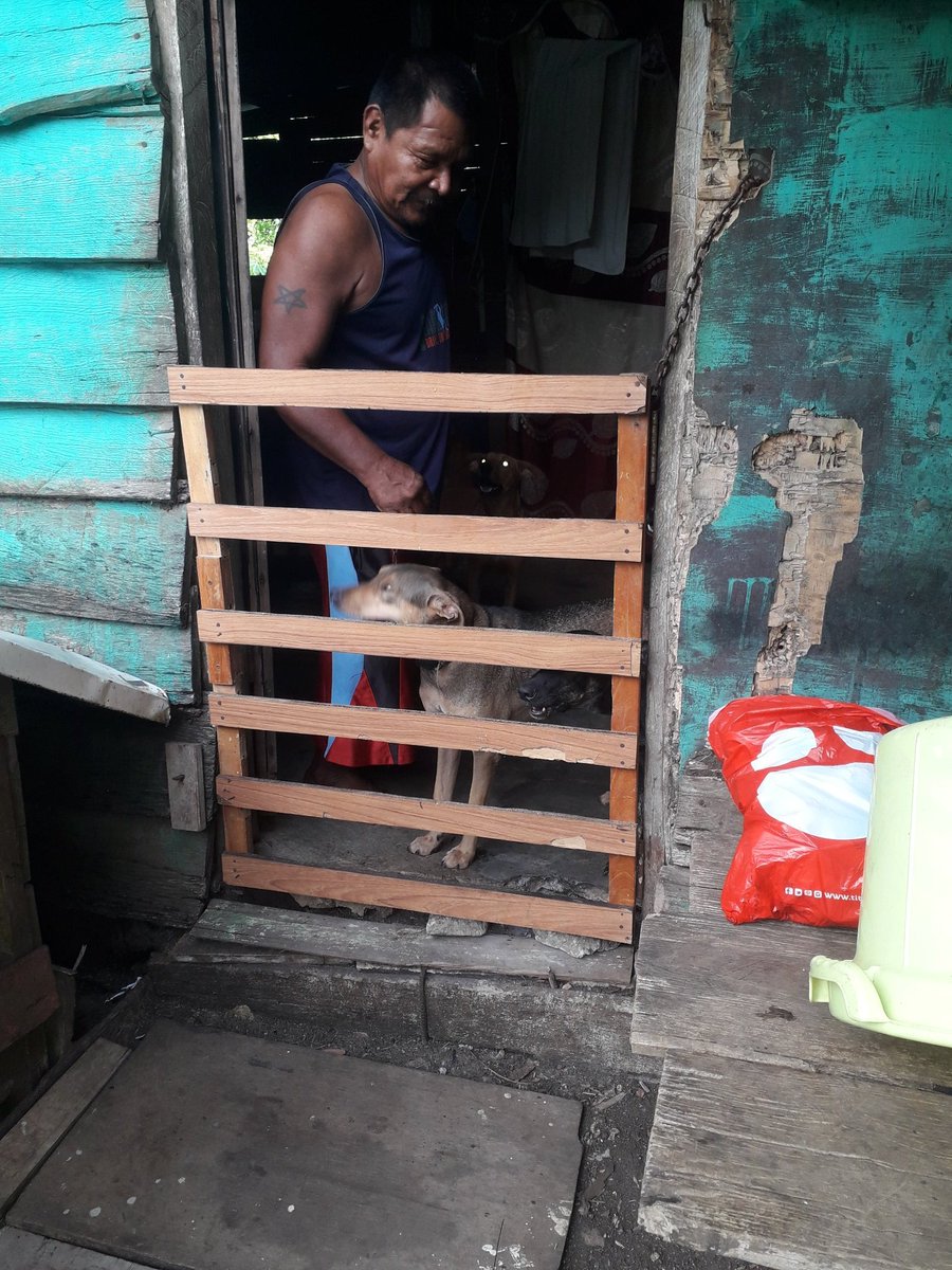 YanethAtencio5's tweet photo. Se compartió el alimento con este pobre perrito q no tenía q comer .el pitbull.😢 En el temporal hay 6 perros y con sapy el pitbull. Ya pueden dormir con sus panditas llenas .q triste q hay poca ayuda https://t.co/GMYxuiEQsU