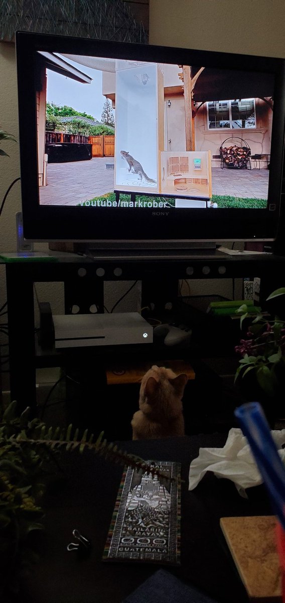 AbbySnap's tweet photo. @MarkRober My cat loves it! Or it's the squirrels. Either one, this video is Murphy approved. 👍👍👍 https://t.co/gDedoCOpjJ
