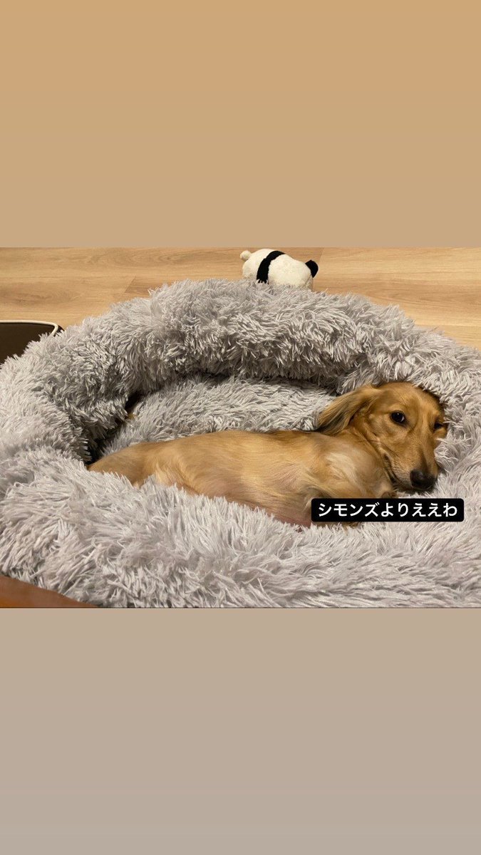 hacking_119's tweet photo. 人間にとっても、わんこにとっても、心地の良い居場所って大切ですね🐶😌
そうした場所が、1人でも1匹でも増えることを願っています✨
#殺処分 #日本 #犬 #愛犬 #ペット #END殺処分 #JPN #JAPAN #Japan #DOG #Dog #dog #preventculling #コロナ #緊急事態 #犬のいる暮らし #カレンダー https://t.co/ilC3DHMBWU