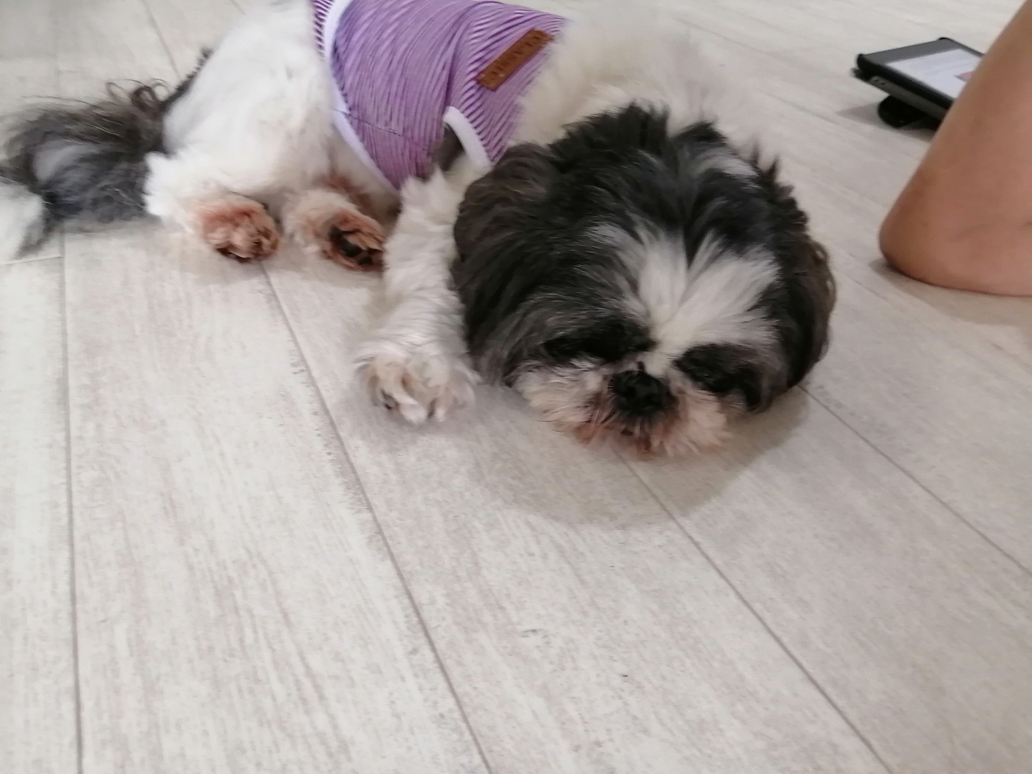 تويتر مشاهدة تغريدة Tei Nai على Twitter