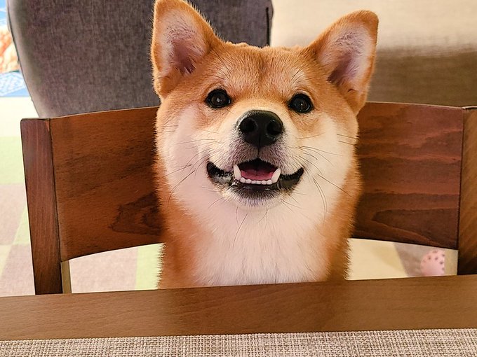 犬可愛い めちゃくちゃ可愛い 犬可愛い 限界飼い主の俳句 犬可愛い めちゃくちゃ可愛い 犬可愛い 限界飼い主の俳句