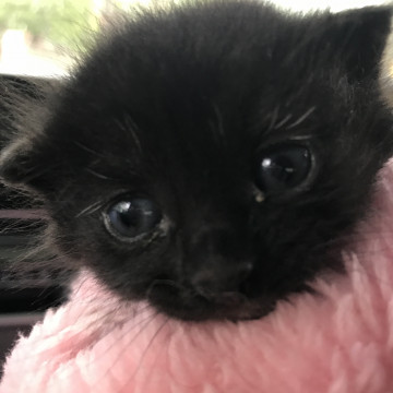 生後0ヶ月のtwitterイラスト検索結果