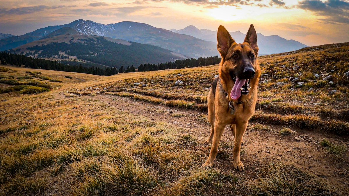 kjohnk7's tweet photo. @9NEWS Paige the dog. Who rescued who? 😝😝😝 https://t.co/daOJnczq63