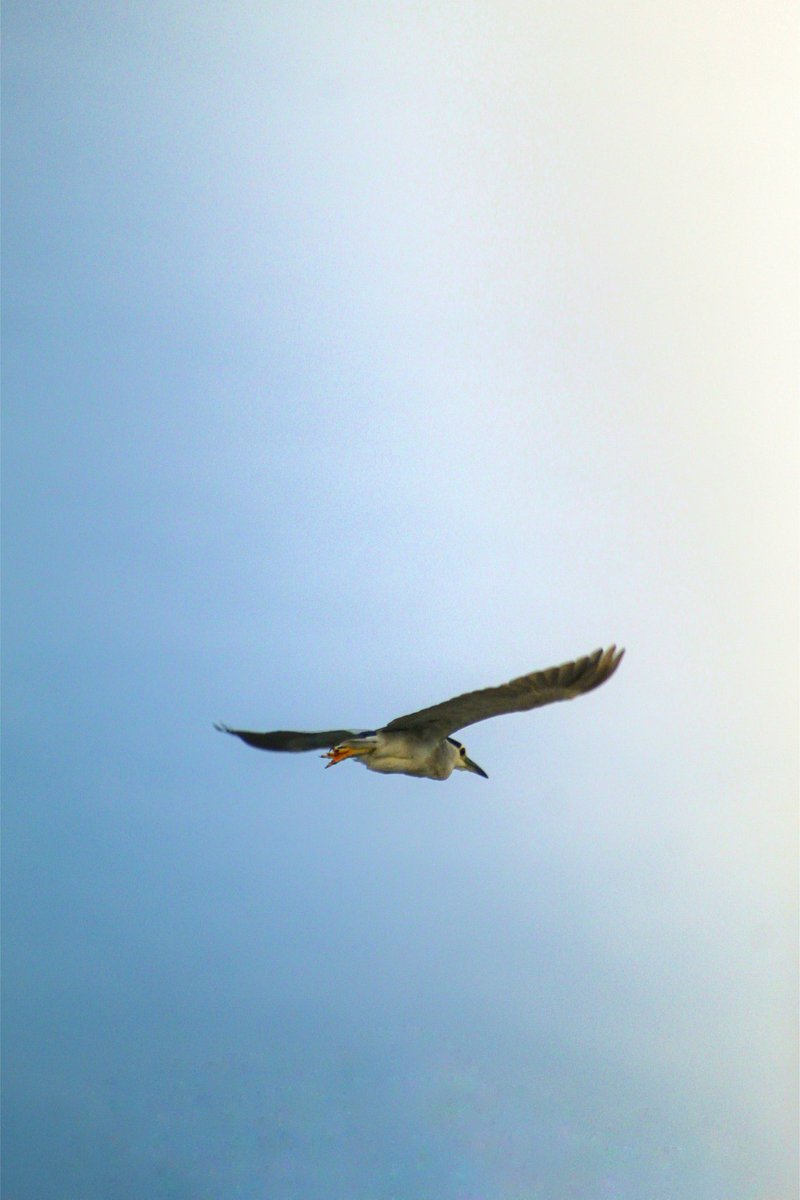 arjunbeatz's tweet photo. #arjunbeatz #shoted #birdphotography 
#on #canonphotography #canon700d https://t.co/XV38yyziP3