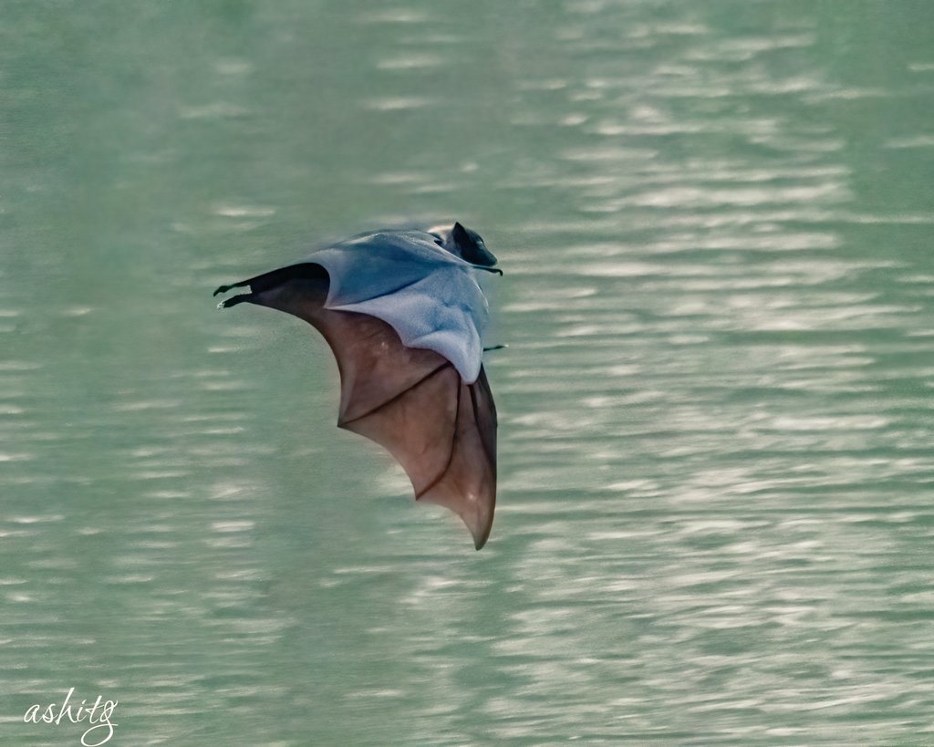 Indian Flying Fox.. one of the largest bats (shot in low light)
#Hope4All #luv4wilds #WorldofWilds
#IndiAves @IndiAves @ThePhotoHour @BirdLife_Asia #birdwatching #nikonindia #birdphotography #BBCWildlifePOTD @BirdWatchingMag @NikonIndia #ThroughYourLens
#BirdsSeenIn2021