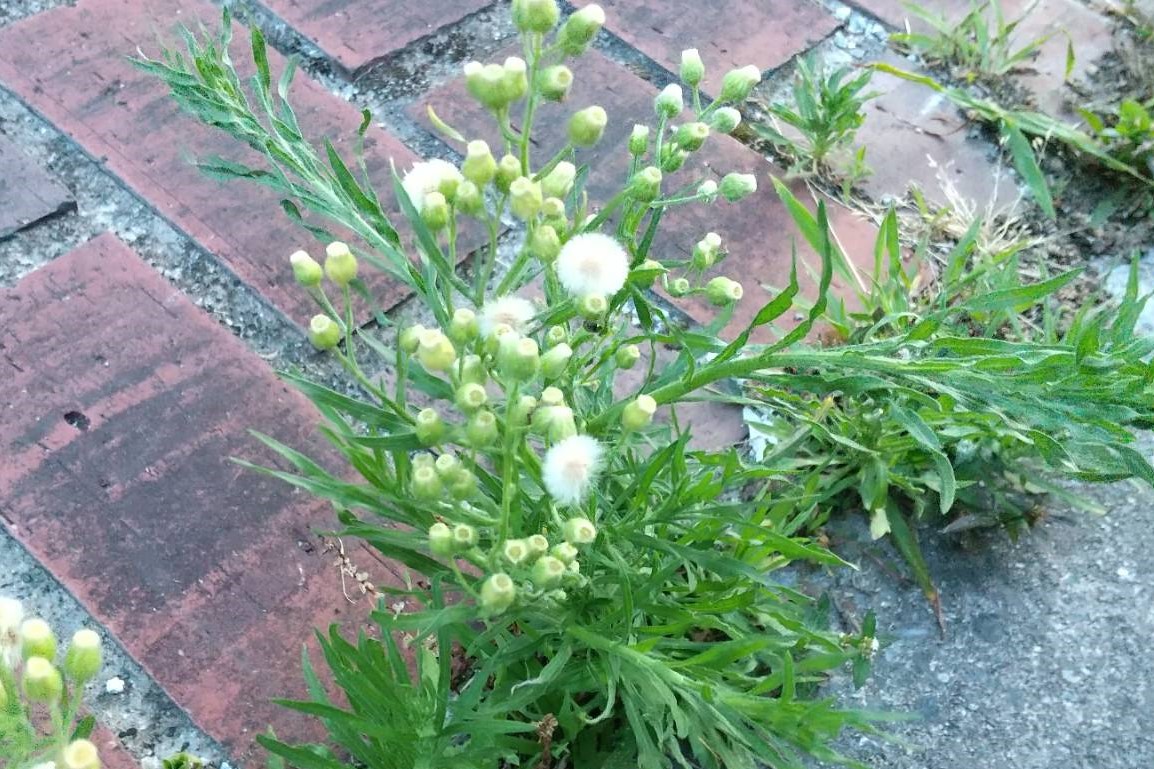 道端に咲く花 道端に咲く花