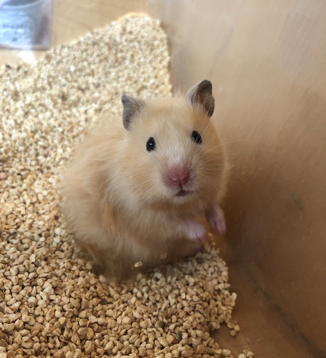 ゴールデンハムスター長毛