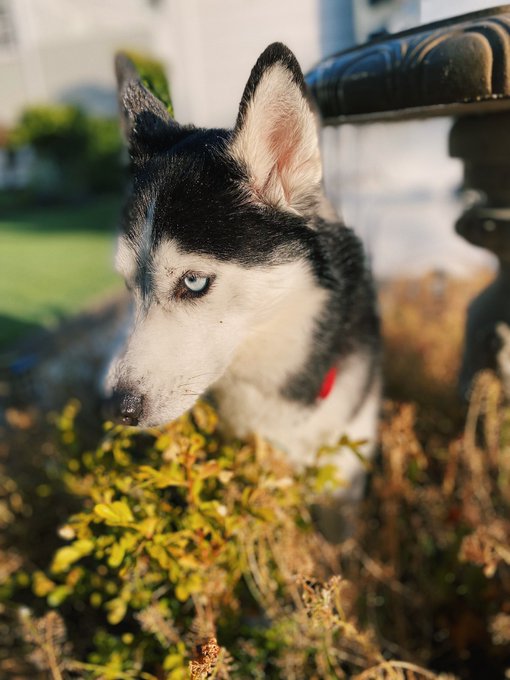 Kaida likes when I fill the birdbath 🐦 https://t.co/I0lpWKcCc6