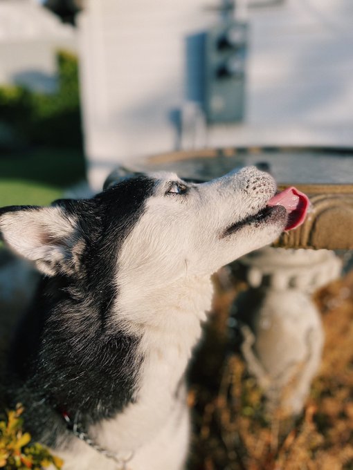 Kaida likes when I fill the birdbath 🐦 https://t.co/I0lpWKcCc6