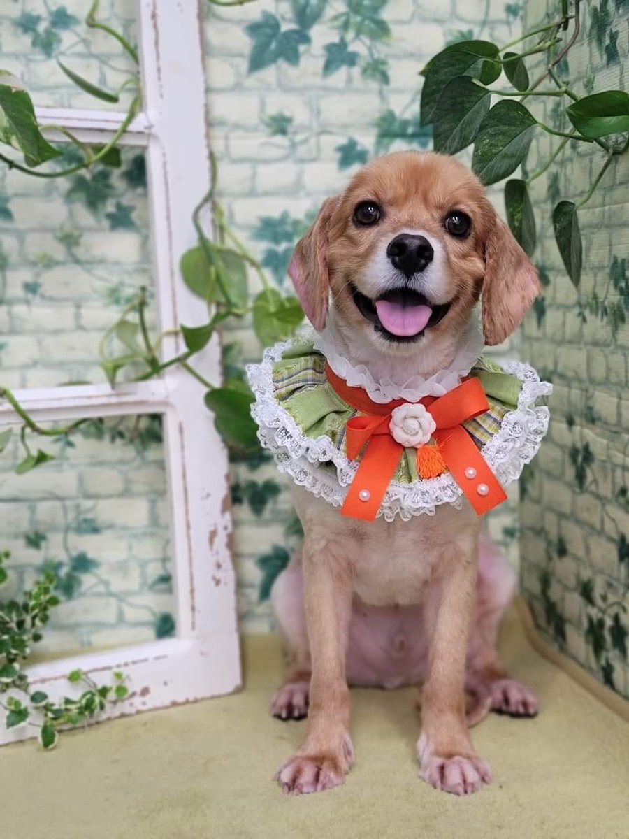 thankdogiamout's tweet photo. June is shaping up to be busy for Thank Dog I Am Out Dog Rescue
Coming June 2021
These dogโs are NOT available yet.
Please hang in , stay tuned until we can provide you with bios on our new arrivals #JuneGems coming to Vancouver
#Patience #ComingJune2021 https://t.co/H6NKXiym69