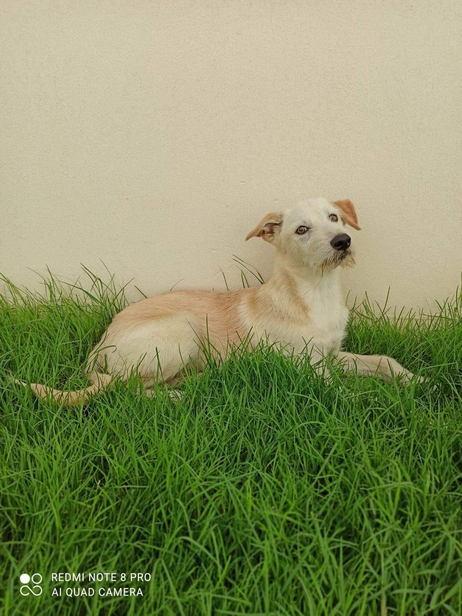 thankdogiamout's tweet photo. June is shaping up to be busy for Thank Dog I Am Out Dog Rescue
Coming June 2021
These dogโs are NOT available yet.
Please hang in , stay tuned until we can provide you with bios on our new arrivals #JuneGems coming to Vancouver
#Patience #ComingJune2021 https://t.co/H6NKXiym69