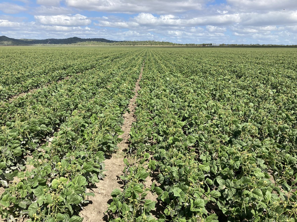 jacob_foster96's tweet photo. Dryland mungbeans in the #burdekin. Planted on 0.5m rows https://t.co/chDFBvScUG
