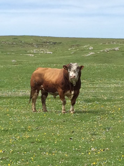 Want to learn more about the Scottish Government Bull hire scheme for crofters? 
join us on Zoom, where John Cowan, Scottish Government Farm manager will tell us all about the workings of the scheme. <a href="/RuralMattersSG/">RuralMattersSG</a> #crofting #cattle #FAS 
buff.ly/3v8D5pB