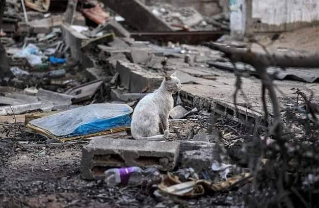 seketulawan's tweet image. Antara gambar perang yang aku paling suka.
.
Kucing yang terselamat daripada runtuhan bangunan di Al-Rimal, Gaza.
