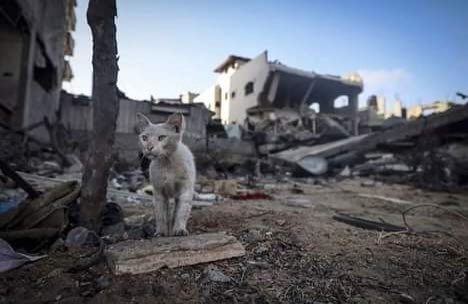 seketulawan's tweet image. Antara gambar perang yang aku paling suka.
.
Kucing yang terselamat daripada runtuhan bangunan di Al-Rimal, Gaza.