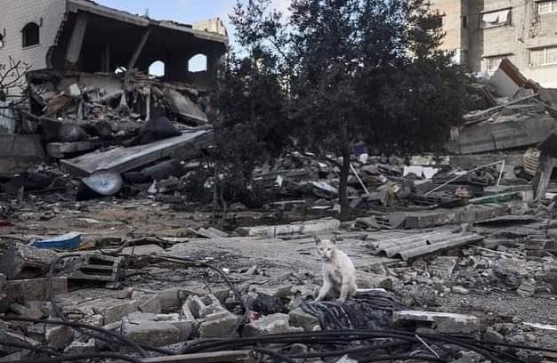 seketulawan's tweet image. Antara gambar perang yang aku paling suka.
.
Kucing yang terselamat daripada runtuhan bangunan di Al-Rimal, Gaza.