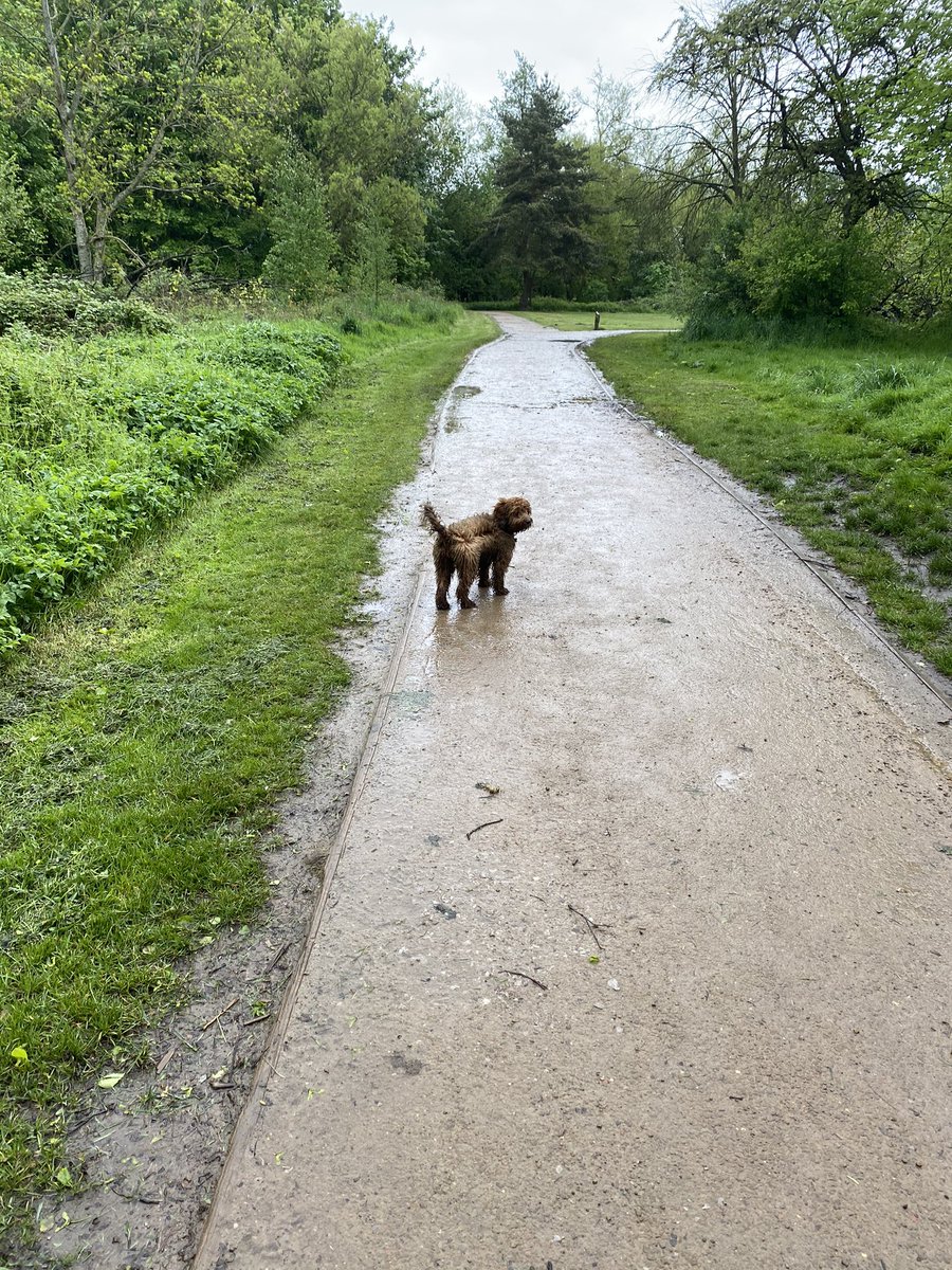 knightys's tweet image. A mooch with the pooch just before we embark on the ark. #maketherainstop