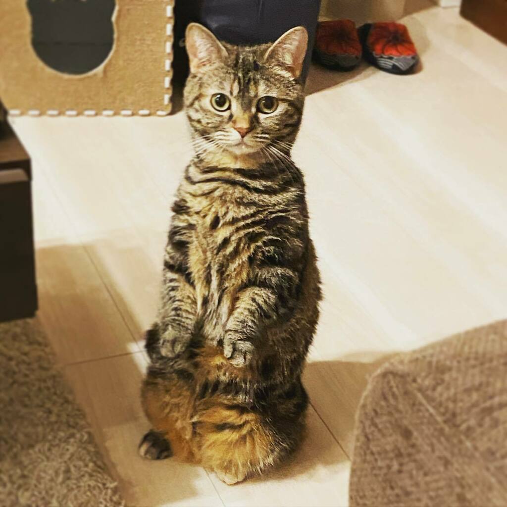תג にゃんだふるらいふ בטוויטר