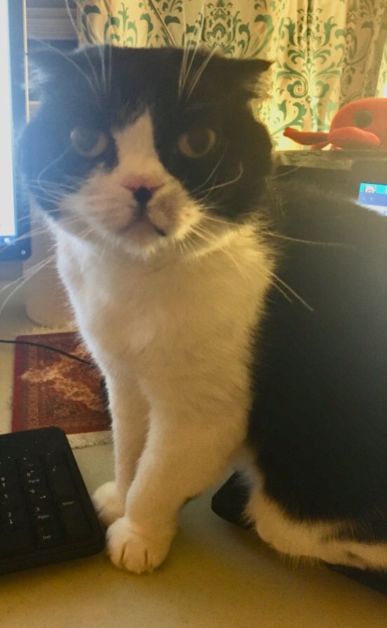 FrankLenziKIRO's tweet photo. It’s #Caturday Eve. Do you know where my treats are? #scottishfold #workwithcat https://t.co/DOMjQNvYFm
