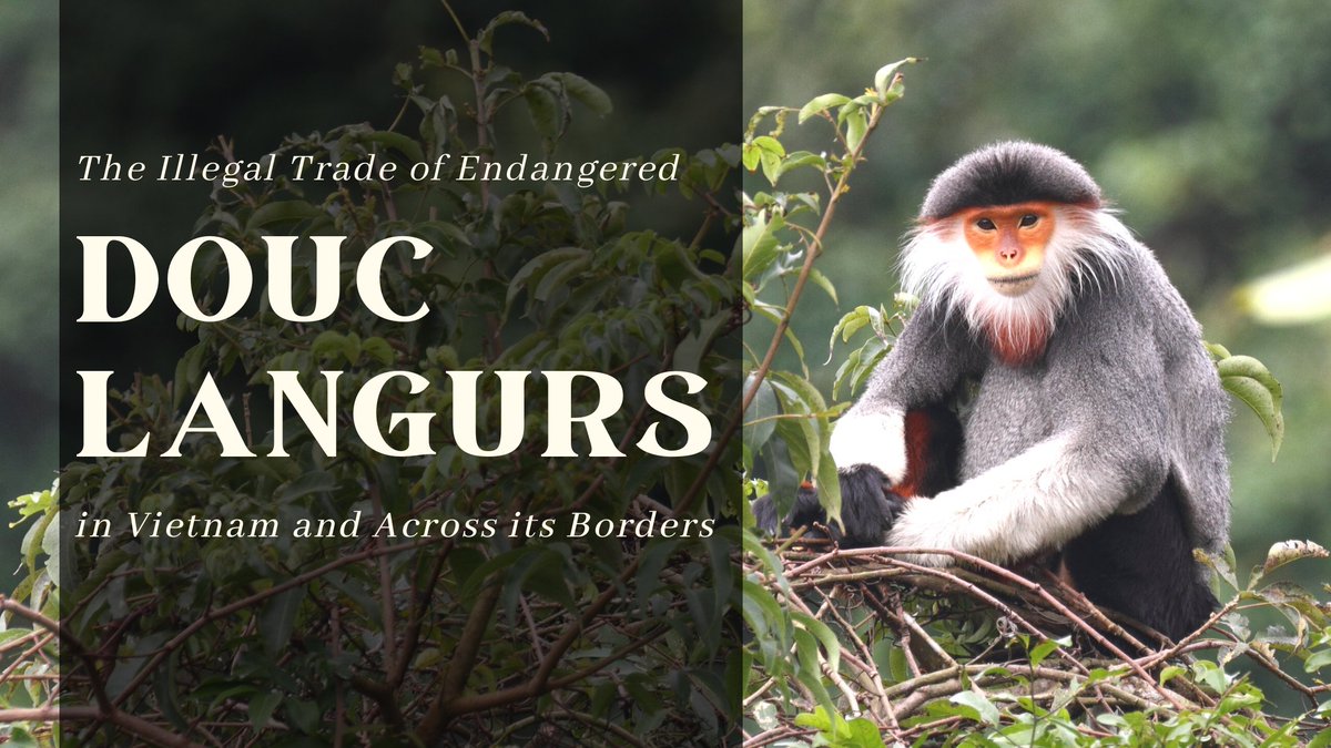 edu4naturevn's tweet photo. It's #EndangeredSpeciesDay 🌏 

You're invited to read ENV's 1st ever blog article, written by Dr Alexandra McEwan of Central Queensland University in partnership with ENV.

Read more about critically #endangered #douclangurs and the threats they face: https://t.co/0d4F1MnJZN https://t.co/N2Hp48jbKg