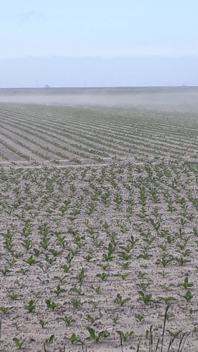 De bieten worden gezand straalt