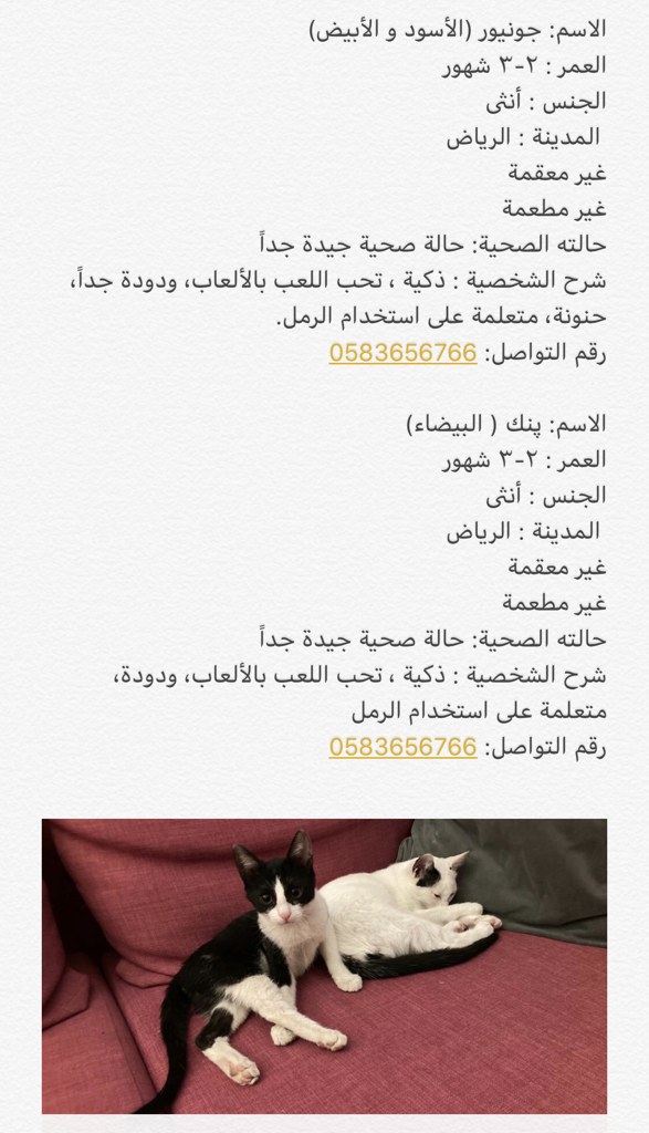 SoRa_Ja's tweet photo. @komo998 مساء الخير،، محاولة جديدة ،، يا رب يلاقوا بيوت مُحبّة 😸💗 https://t.co/tARNE6Sa9Q