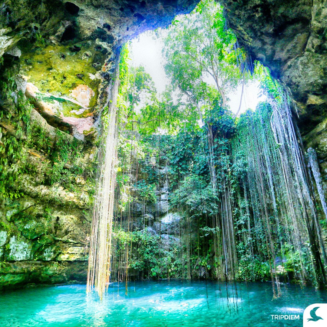 TRIPDIEM1's tweet photo. Conocido también como el cenote sagrado azul, Ik Kil  tiene un diámetro de 60 m y la altura es de 25 m hasta el agua, con una profundidad de 43 m🌅 Desde arriba descienden largas raíces de los árboles en forma de lianas🌿 ¿Estás listo para vivir esta aventura?

#Mexico  #Tripdiem https://t.co/DTgxdv63Cz