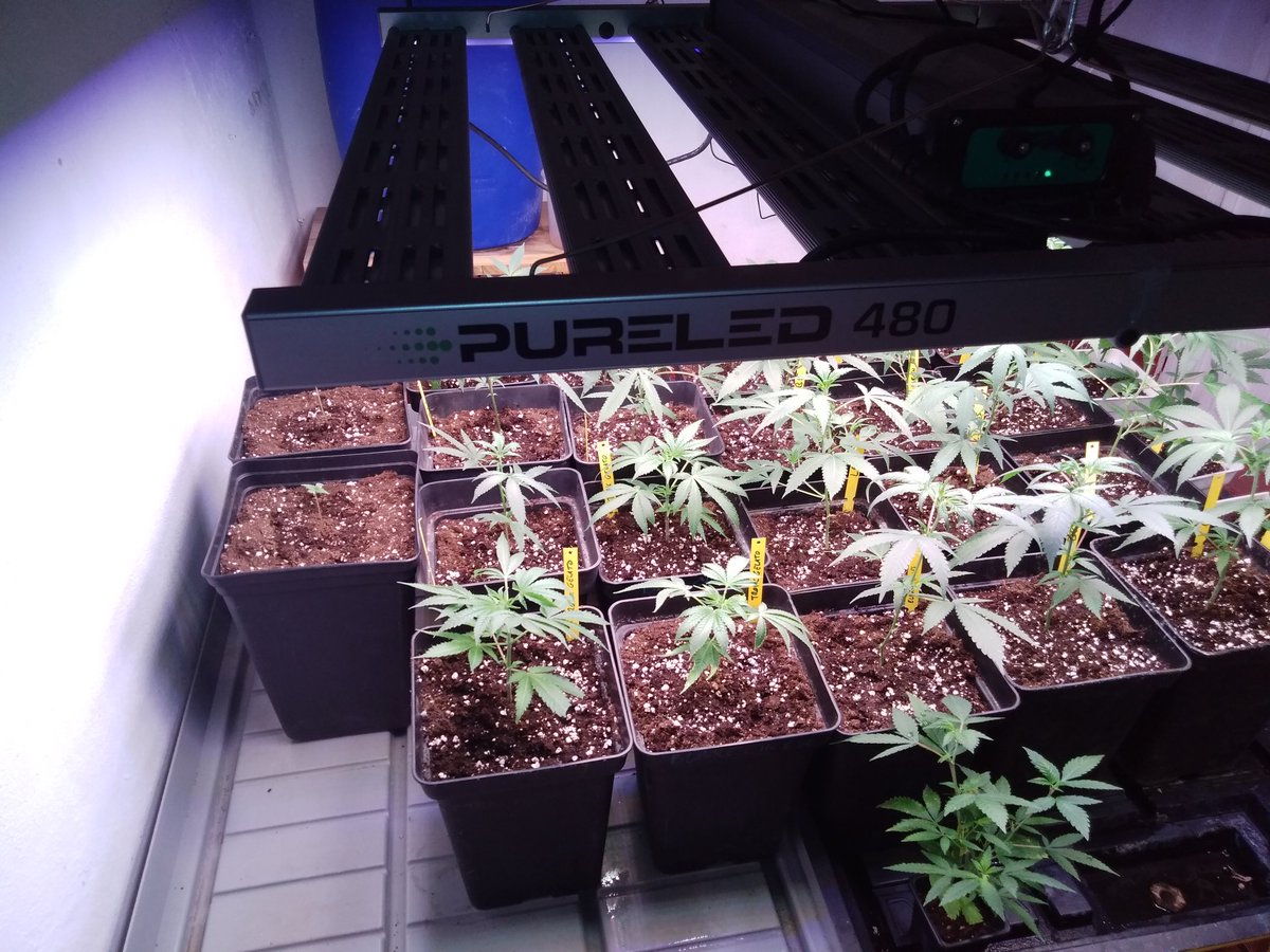 JoaquimW's tweet photo. Ya he instalado mi nuevo #PureLED480 De @ThePureFactory_ @DPlantasur como @AdrycManellson . Tiene muy buena pinta y buenos acabados, ahora tenemos que ver los hechos. Gracias a @MundoVerdeGrow por el trato, como siempre un placer. ✌️🌻 https://t.co/F1adyjncRn