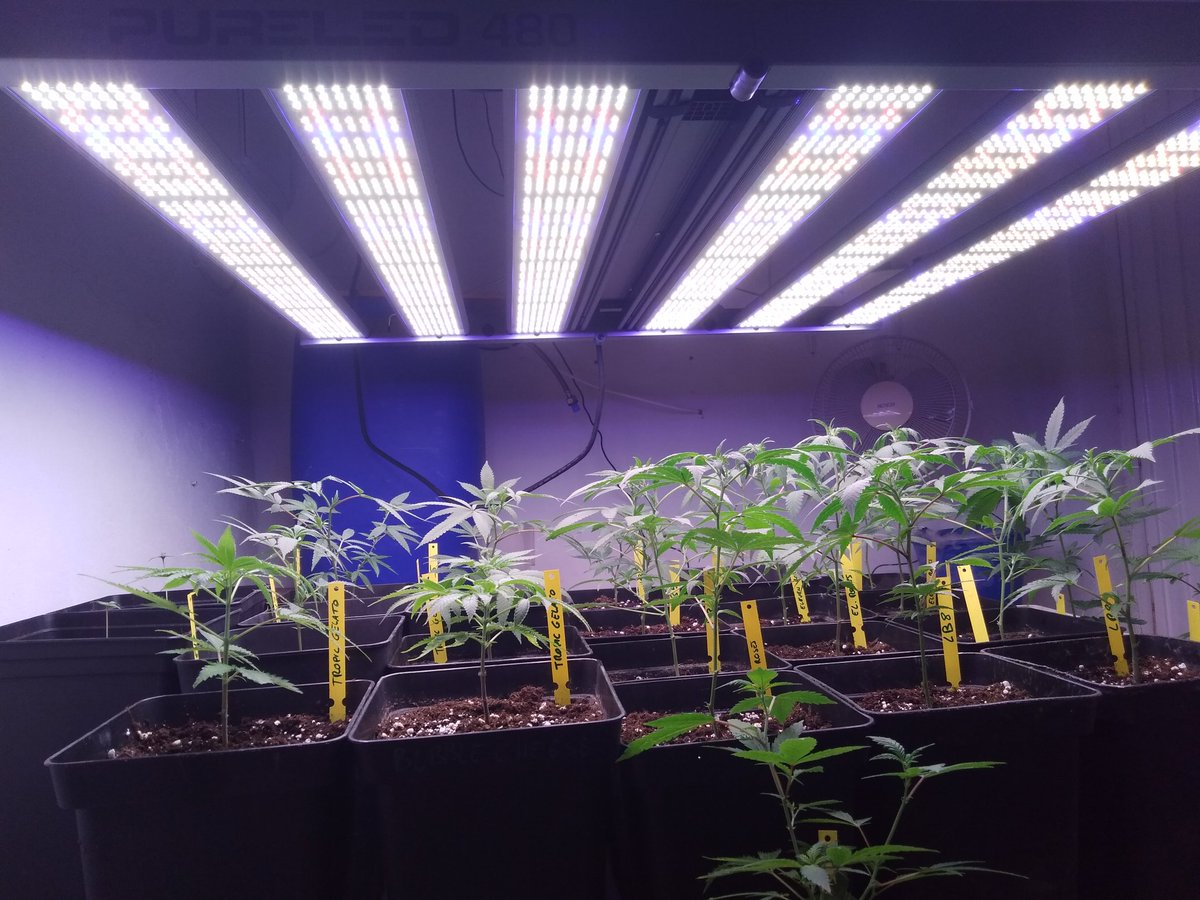JoaquimW's tweet photo. Ya he instalado mi nuevo #PureLED480 De @ThePureFactory_ @DPlantasur como @AdrycManellson . Tiene muy buena pinta y buenos acabados, ahora tenemos que ver los hechos. Gracias a @MundoVerdeGrow por el trato, como siempre un placer. ✌️🌻 https://t.co/F1adyjncRn