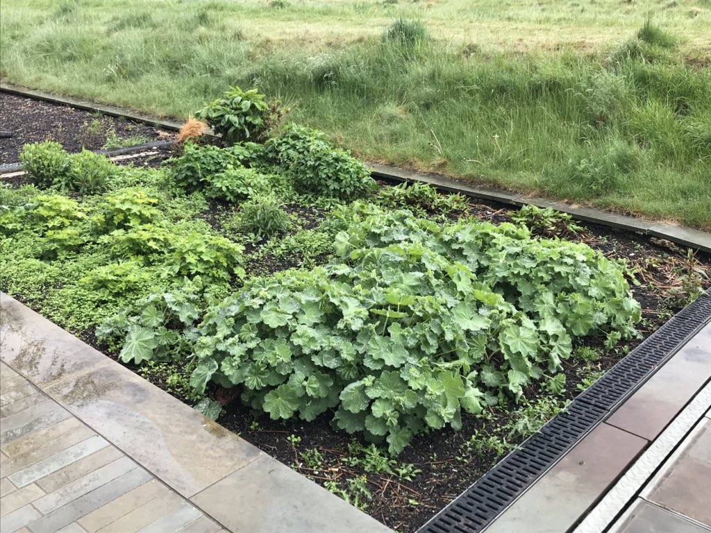 NGIF_UK's tweet photo. It’s that time of year when the vegetation has sprung back to life, displaying amazing shades of green right across our #NGIF #GreenInfrastructure site. Our outdoor lab is open to the public 24/7, come and visit! https://t.co/t6z6Ek6n4I https://t.co/B0L9NlPLgt
