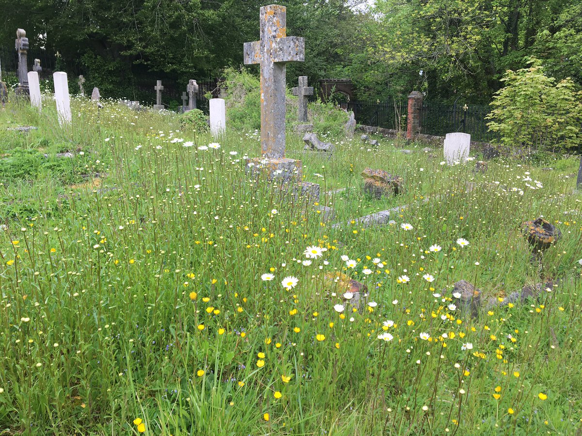 WinchesterCity's tweet image. It’s #NoMowMay and road verges in Badger Farm and New Alresford will not be cut this May to help our bees, butterflies and wildlife!

Why not join us and say “no” to the mow in your garden…Find out more from Plantlife here: bit.ly/3u7LpEO

@Love_plants