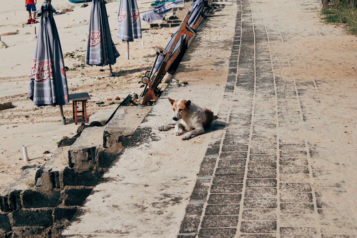 AnimalActionGr's tweet photo. Hands up, who’s befriended a stray animal whilst on holiday? 🙋
If that’s you, we’ve created a handy tool for when you find a sick of hungry stray, and aren’t sure what to do… https://t.co/d3w0z8tTQ1
#GAWF https://t.co/HiisVCw1Yt