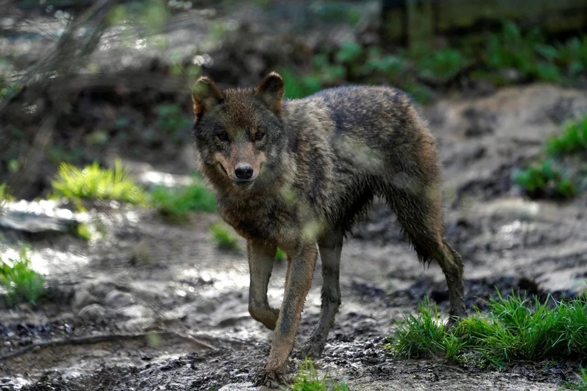 animals_innocent_creatures tweet media