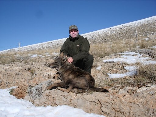 animals_innocent_creatures tweet media