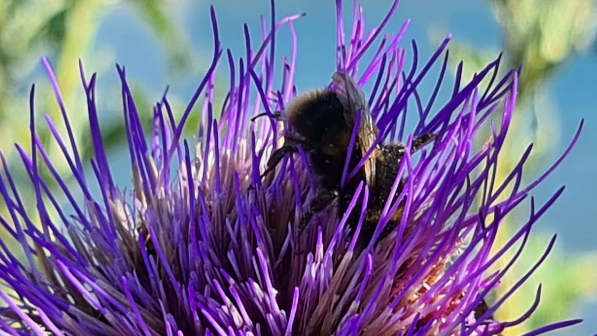 Worldbeeday Twitter Search Twitter