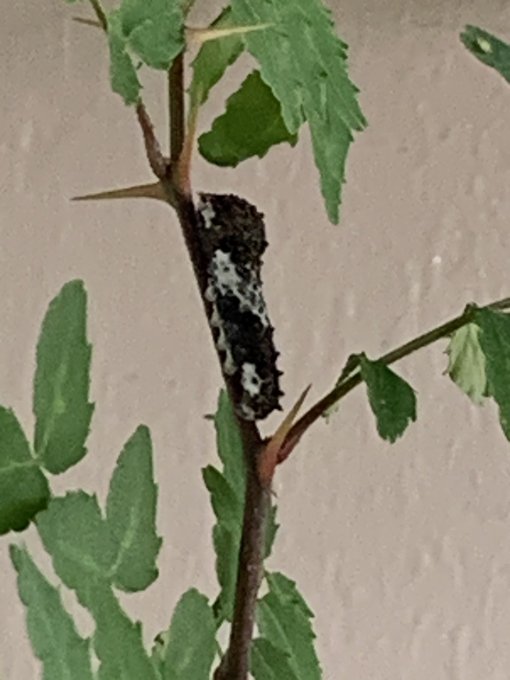 アブラムシのtwitterイラスト検索結果