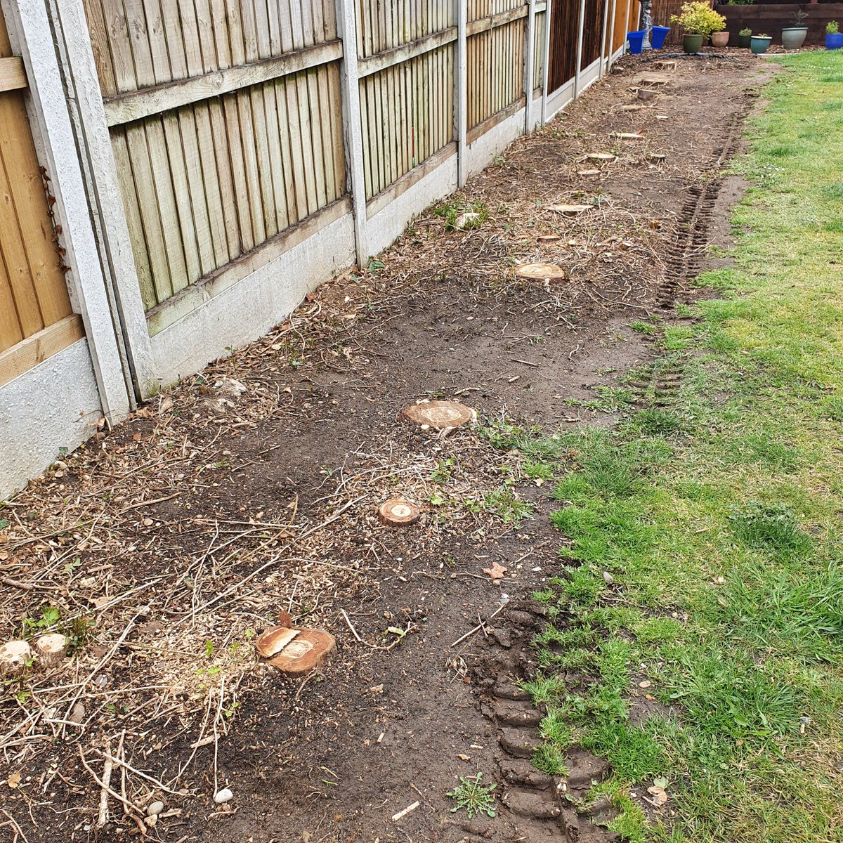 TreeGrinding's tweet photo. Tree stump grinding in Panfield, Braintree, Essex. In the photograph a row of conifer tree stumps were removed, the gardeners gained an extra 6-foot width! Note the narrow width stump grinder!
#Treestumpgrinding #Panfield #Braintree #Essex #conifer #treestumpremovals https://t.co/rVhP2Oca9h
