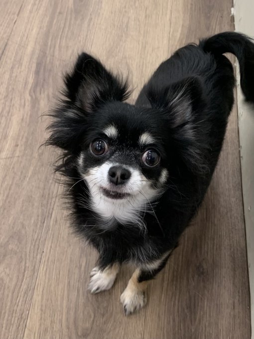 保護犬カフェ寺田町店卒業のtwitterイラスト検索結果 保護犬カフェ寺田町店卒業のtwitterイラスト検索結果