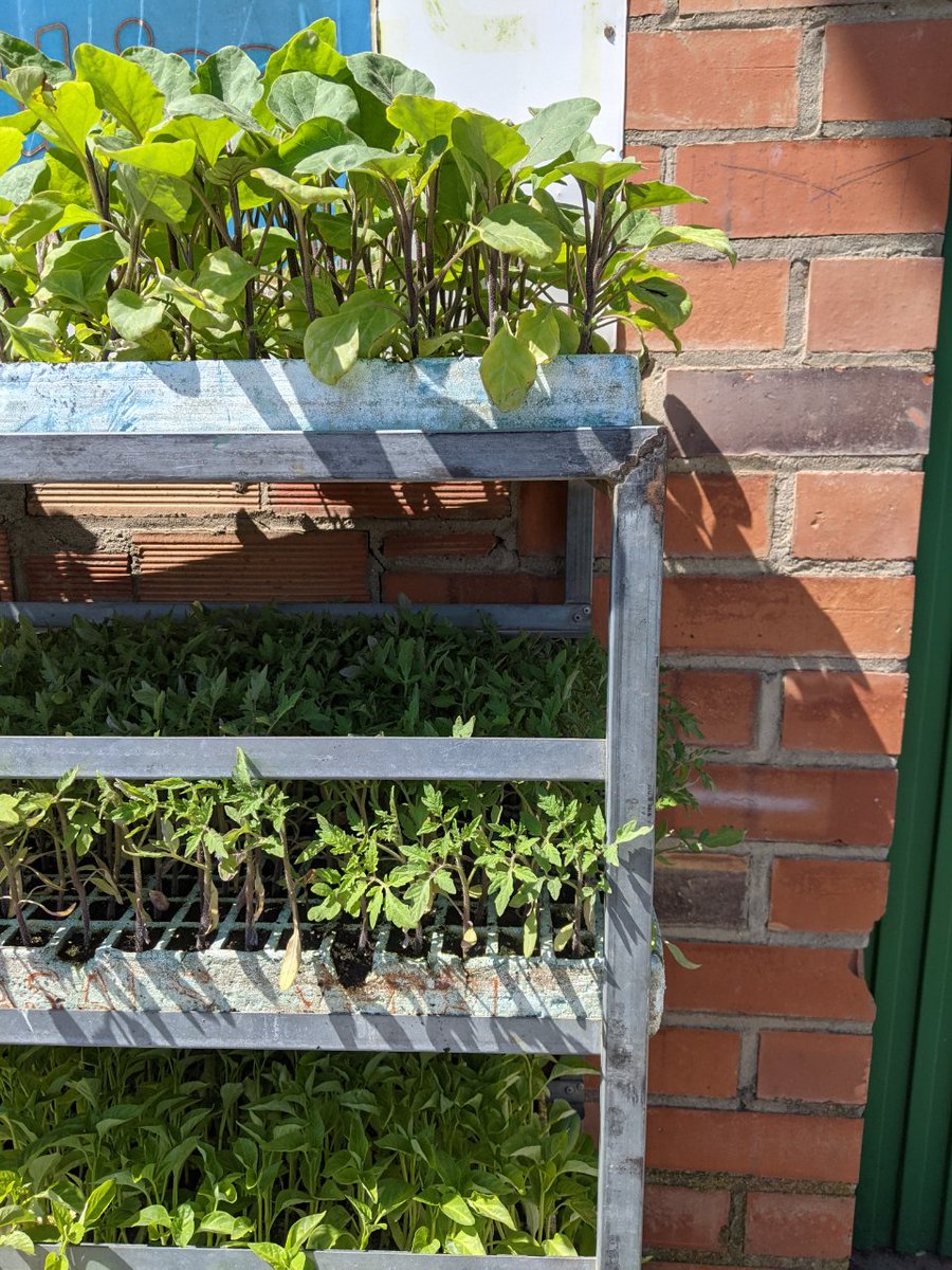 calmagri's tweet photo. Com anem amb el planter aquest any? 🌿 
Hi ha ganes o què?

Si veus que vas "de cul" pots fer-nos una trucada, ens encomanes el que vulguis i ho passes a buscar en un altre moment 🌱 973 760 055

Què et sembla?

https://t.co/fjBwzRc9Tl

#CasaMagri #Alfarras #Planter https://t.co/W8uyhQXA0X