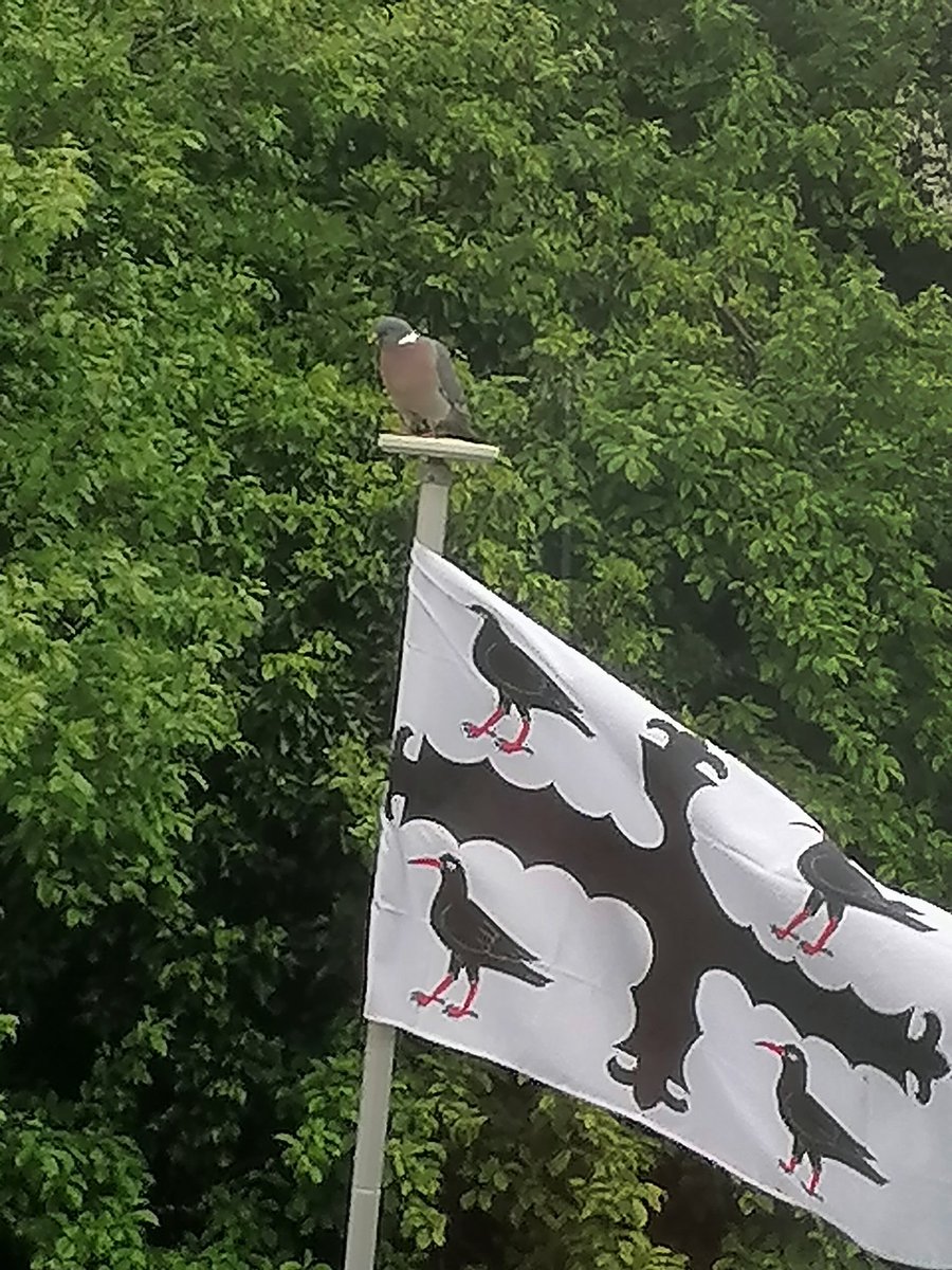 JamesSpeckled's tweet photo. Bobbed over the border this morning with Davie Orange Beak. He wanted to show me a flag celebrating his good looks. Don't have the heart to tell him they are choughs! Who knew! Wrenbury needs a pigeon flag hoomans
#whatthechuffisachough
#Flaggoals
#wrenburyneedsavillageflag https://t.co/6dx2UUvFe5